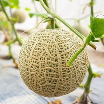 머스크 멜론 MELON 메론 과일 선물 고당도 특, 특대 1.5.kg ~ 2.0kg내외(통)(2입)