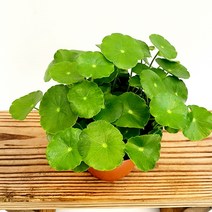 꽃나무팜 워터코인 수경재배식물 수생식물