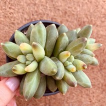 [올식스] 천대전송금 38 다육식물 다육이 키우기 공기정화식물 개업화분