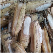 맛조개 생조개(대) 500g 1kg (조업당일배송상품) 생조개 맛조개구이 조개찜 맛조개장, 맛조개(대) 500g (15-25개내외)
