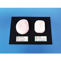 암모나이트 삼엽충 화석 만들기 1인