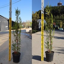 스타더스트 포트묘P200 싸이프러스 묘목 정원수 관상나무 원예 가든, 1개