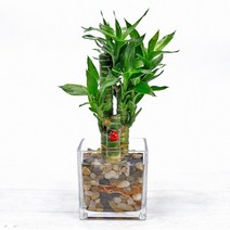 연화죽_믹스돌 사각글라스 수경재배 DIY SET, 단품