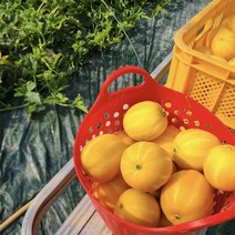 당일발송 못난이 성주 참외 랜덤과, 1개, 8kg(랜덤과)