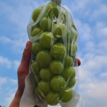 김천 샤인머스켓 씨없는포도 수출용 샤인머스켓 2kg, 샤인머스켓 2kg (3송이)