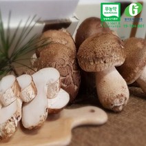 무농약 생 송이향버섯 900g(실속형)/bh 송이버섯맛 표고버섯향 친환경 신품종 표고버섯