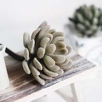 [콩지] 아메치스 다육이 조화, 올리브