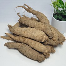[산지직송] 태백 산더덕 1kg (대) 향이진한 고랭지 산골더덕, 단품