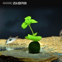 헬로아쿠아 모음)심쿵 수초아이템 160종 쉬운수초 어항장식 열대어 어항꾸미기 수족관꾸미기, 102번) 마리모 수초 리시마키아