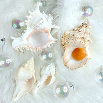 [왓위셀] 조개 소라 껍질 껍데기 산호초 불가사리 소품 장식 오브제 트레이 스튜디오 촬영소품, 03. 드라이산호초(바다색)