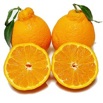[제주의맛] 새콤달콤한 한라봉 산지직송 선물용 가정용, 가정용포장, 한라봉 소과 5kg(26~40과)
