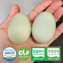 청란 청계란 사포닌 함유된 청계알 15구 20구 30구 40구 60구, 청란 60구