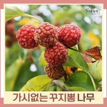 꾸지뽕나무 묘목 가시없는 접목3년생 결실주(분) 1개