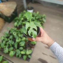 원플원 2개 히메몬스테라 소품 15~25cm 관엽식물 수입식물 79