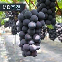 프리미엄 고당도 거봉 포도 특품 김천 영천 농장직송, 고당도 거봉 포도 특품 2kg(4-5송이)