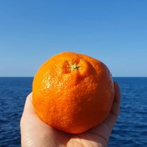 [비파괴 당도 선별] 제주 산지 직송 레드향 대과 명절 선물 세트 가정용 벌크 3kg 5kg 10kg 3키로 5키로 10키로, 가정용 10kg