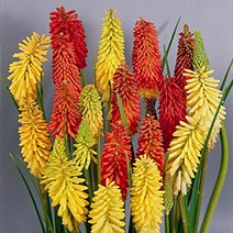 꽃무리농원 [초화]니포피아