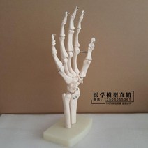 인체 손 모형 손뼈 척골 요골 모형 인체골격 수족외과, 단일