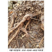 개머루뿌리즙(야생)/010-9248-4832/오리지널 자연산 개머루뿌리