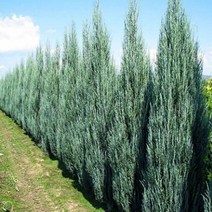 스카이로켓 120L 포트 - 정원 조경 울타리 나무 묘목