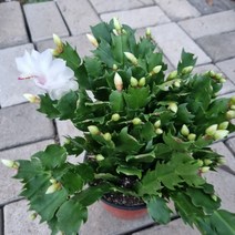 흰게발선인장중품 (15cm 화분)
