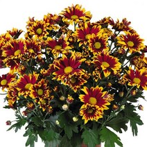 [어린모종]국화(포트멈중륜) : 8cm분, 차오 레드, 1개