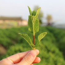 가성비 좋은 스피아민트생잎 중 싸게 구매할 수 있는 판매순위 1위
