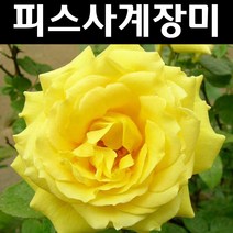 피스사계땅장미(노랑계) 1-2지 포트 1개/나무 묘목/꽃나무/조경용