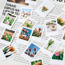 튤립 폴라로이드 꽃 감성 사진 다꾸 다이어리 인테리어 폴꾸 데코 스티커