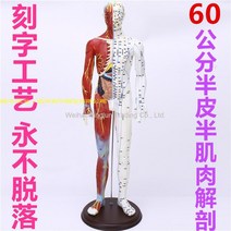 WARM한의학 실습 한의사 침술 연습 한방 경락 경혈 교구 모형 근골격 내장 60 85 cm, 60CM 반 피부 반 근육