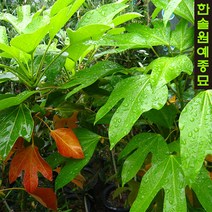 황칠나무 포트, 01 실생2년 4치포트