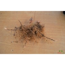 삼지구엽초 50주 (음양곽) 종근