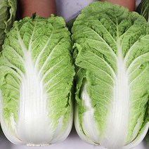 통배추 배추 김장배추 12kg