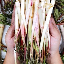 땅두릅 두릅1kg 1.5kg 2kg 겨울 두릅 두릎, 두릅 1kg