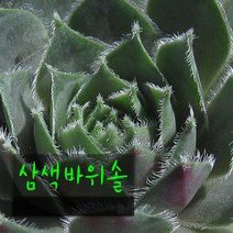 삼색바위솔 (노지월동) 지름 9cm 소품 다육화분, 1개