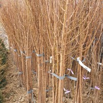 자두나무 (정상) 특묘묙 1주, 1개