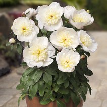 시즌플라워 [뿌리묘]왜성향수작약-마드리드 뿌리1개, 1개