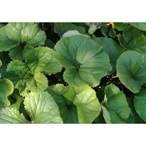 곰취나물 500g 국내산 산지직송 생 곰취 쌈채소 산나물, 1box