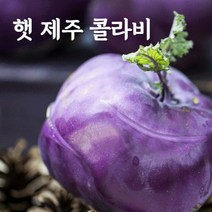(100%국내산최상급) 햇 제주 콜라비 특품 3kg 5kg 10kg 농장직송, 3. 콜라비 10kg