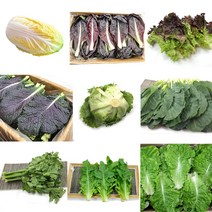 야채왕 쌈채소 꽃상추 적겨자 로메인 당귀 오크 캠핑채소 모듬쌈, 치콘 500g