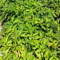 눈개승마/50주묶음/모종/k1122