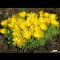 노랑송엽국-황엽국 8cm포트 (4개) 노지월동 여러해살이 사철채송화 천지가야생화