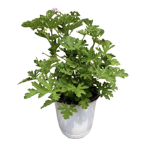 그린플랜트 구문초(중품) 모기퇴치 공기정화식물 꽃화분