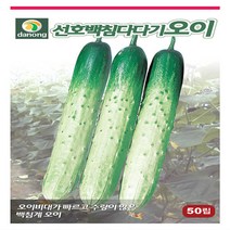 다-선호백침다다기오이 50립