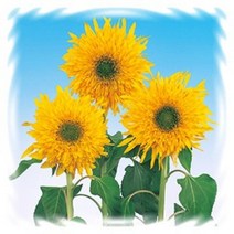[꽃씨]해바라기, 마티스 : 5립