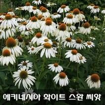 [해피플라원] 에키네시아(에키나세아) 화이트 스완 씨앗 100립 / 가을 파종 꽃씨