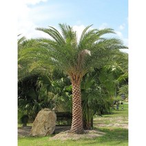 실버 대추야자 씨앗 Phoenix sylvestris Silver Date Palm 25립
