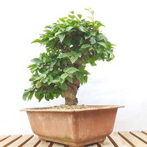 소사 나무 특상품 분재 화분 테라스 베란다 거실 인테리어 반려 식물