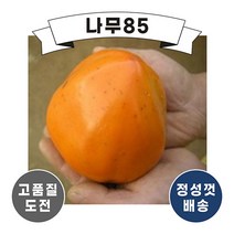 (나무85) 감나무 6종 시리즈, 7. 대봉시 R4