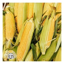 꿀달달 제주 초당옥수수 20개입 (상품 15cm이상), 단품